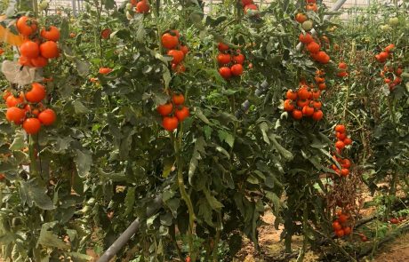 השר כהן על ייבוא העגבניות: לא מגיע לטורקים פרס